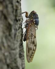 クリックすると新しいウィンドウで開きます